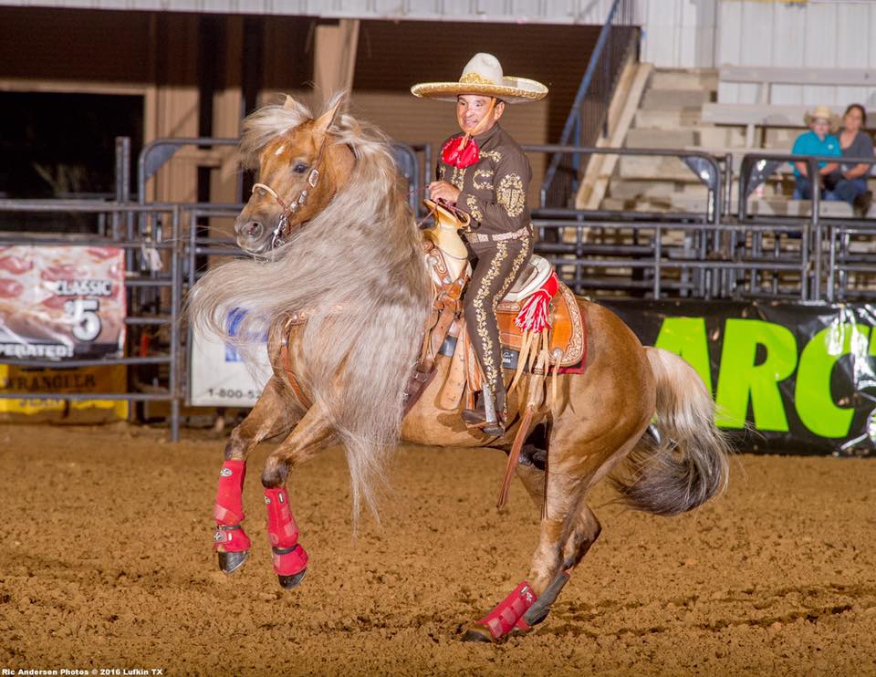 Latigo Dun It (Hollywood) - Palomino Quarter Horse Stallion